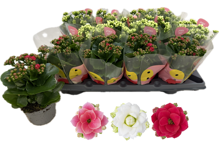 <h4>KAL GE RF MIXK</h4>