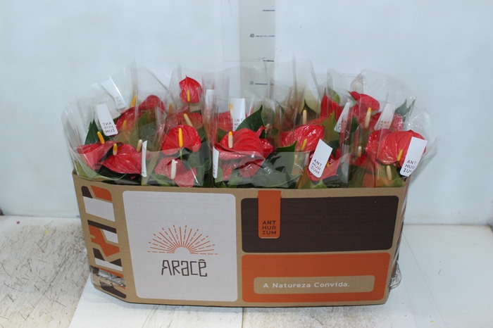 <h4>ANTHURIUM NEVADA P12</h4>