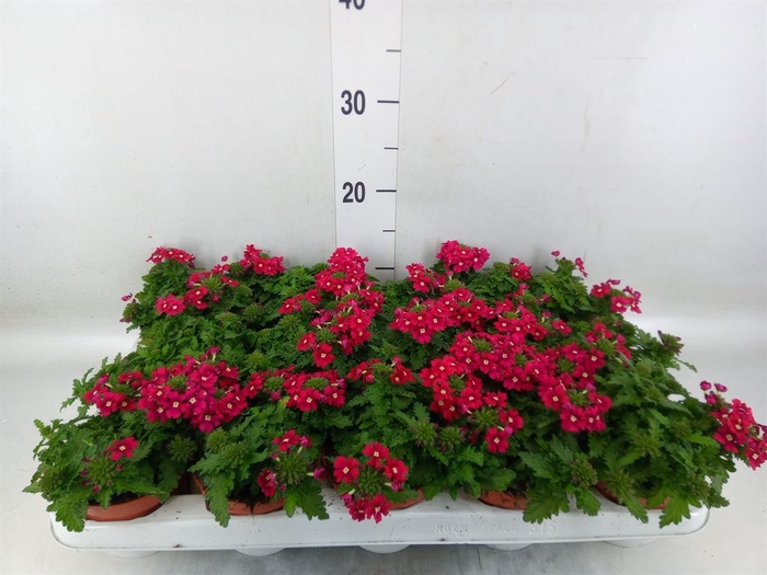 <h4>Verbena ...</h4>