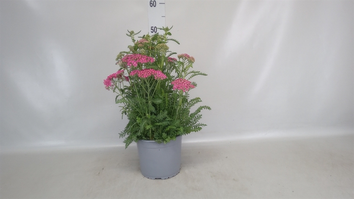 <h4>Achillea   ...</h4>