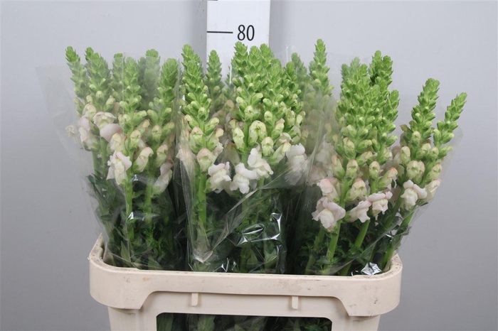 <h4>Antir Costa Silver</h4>