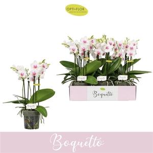 Phalaenopsis Multifloratypes overig wit