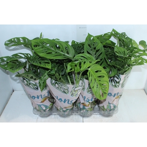 MONSTERA OBLIQUA ADANSONII P15