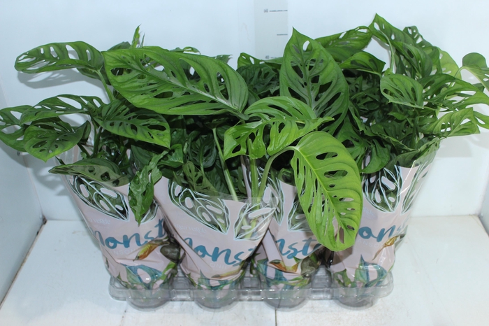 <h4>MONSTERA OBLIQUA ADANSONII P15</h4>