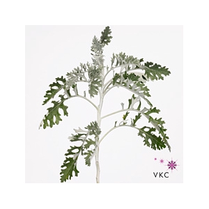 Senecio Maritima Per Bunch