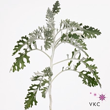 <h4>Senecio Maritima Per Bunch</h4>