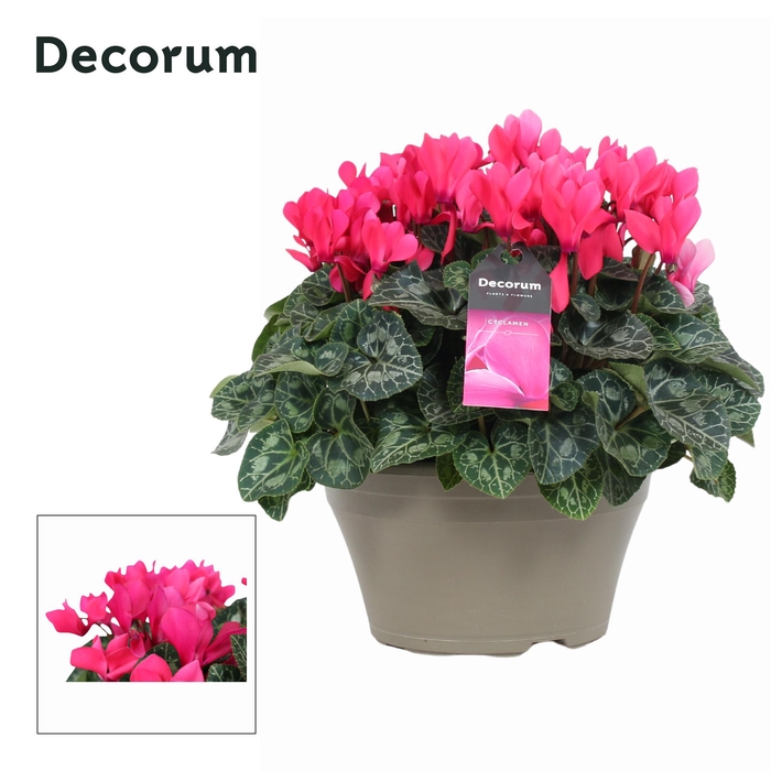 <h4>Cyclaam Garden Roze Schaal Taupe (Decorum)</h4>