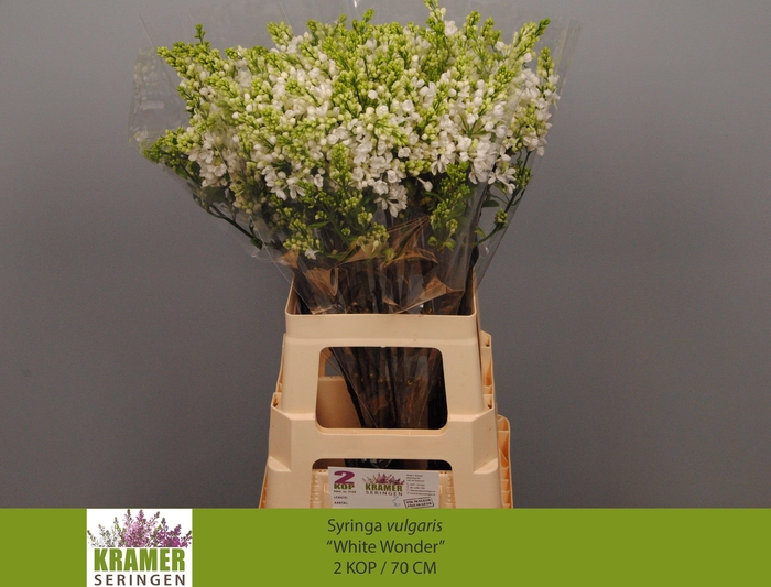 <h4>SYR VU WHITE WONDER</h4>