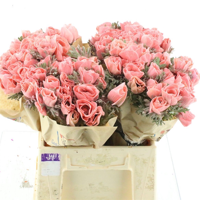 <h4>Anemone Powder Coral</h4>