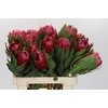Protea Brenda