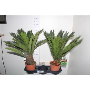 Cycas Revoluta 10+