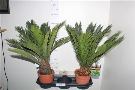 <h4>Cycas Revoluta 10+</h4>