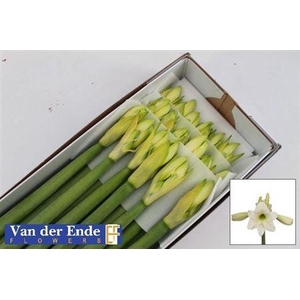 Hipp Di Costa Blanca