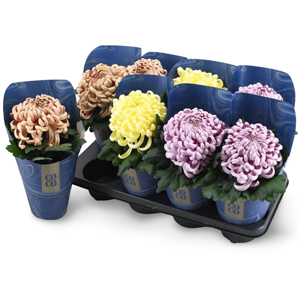 <h4>Chrysanthemum (Indicum Grp) Vienna Coco Gemengd</h4>