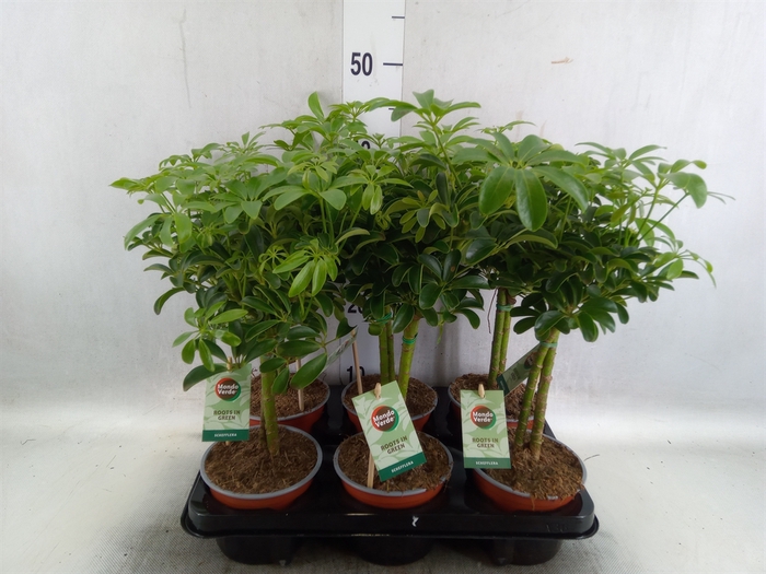 <h4>Schefflera arbor. 'Luseana'</h4>