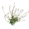 Gaura Whirling Butterf