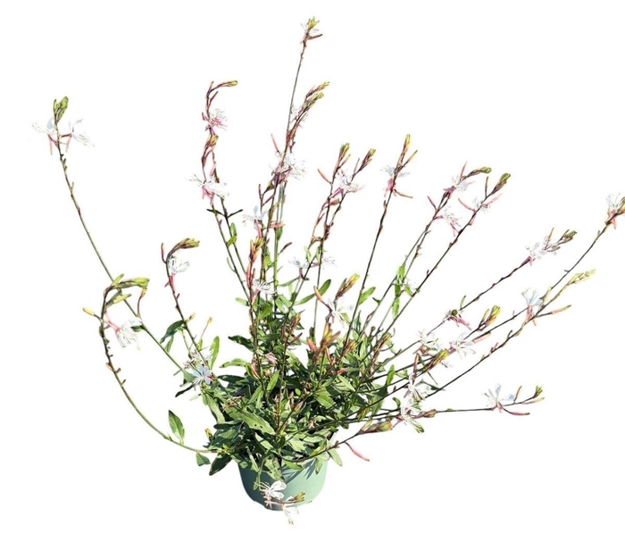 Gaura Whirling Butterf
