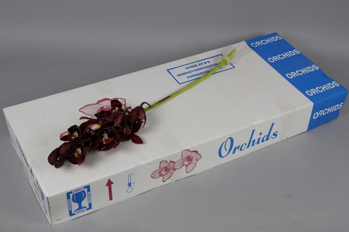 <h4>Cymb. Rd Oudepost Sensation Darling Shiraz</h4>