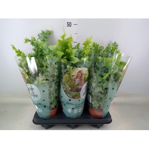 Phlebodium aureum 'Davana'