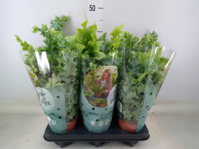 <h4>Phlebodium aureum 'Davana'</h4>