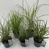 Grasses Mixed P19 (3ltr)