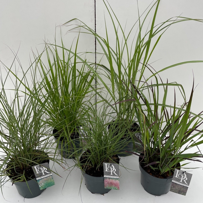 Grasses Mixed P19 (3ltr)