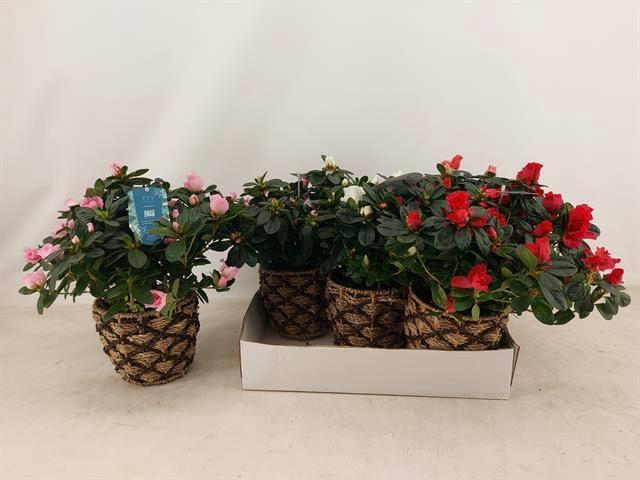 <h4>RHODO SI GEM 3 SRT</h4>