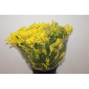 Mimosa Mirandol 500gr P Bunch