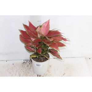 AGLAONEMA CHERRY BABY P12