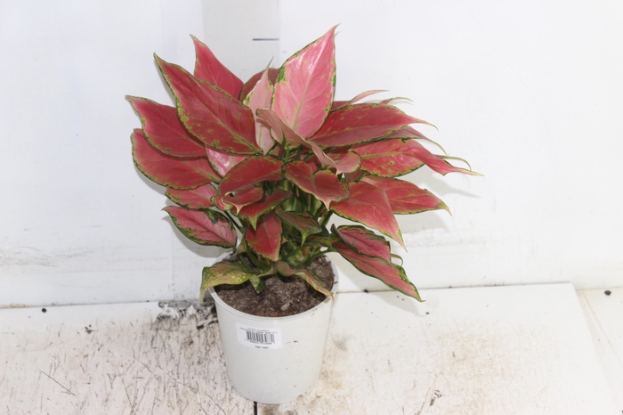 <h4>AGLAONEMA CHERRY BABY P12</h4>