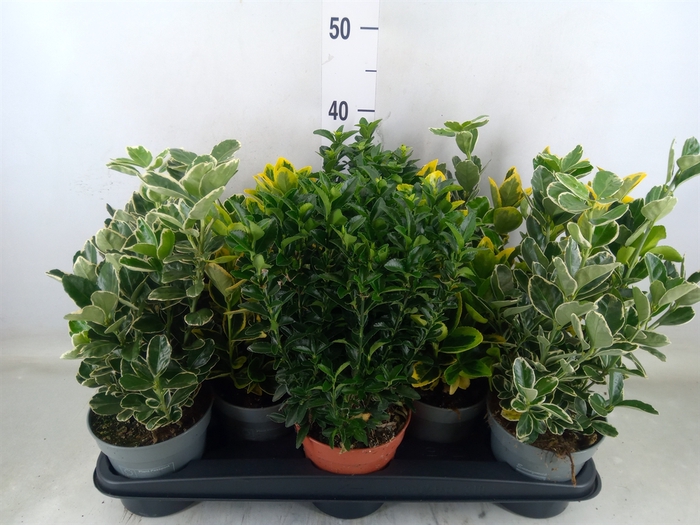 <h4>Euonymus japon.   ...mix</h4>