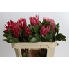 Protea Cynaroides Madiba