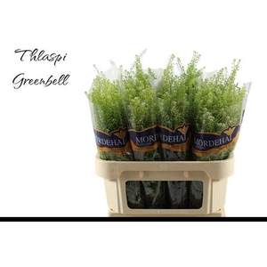 LEP RU GREEN BELL
