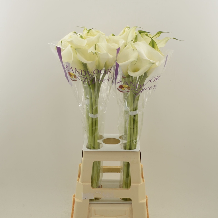<h4>Calla Ventura | Heavy Quality</h4>