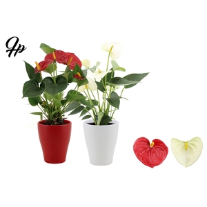 Anthurium Red & White mix in Carly ceramics