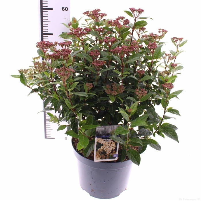 <h4>Viburnum tinus</h4>