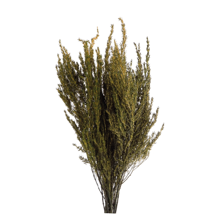Grabia Light Green GRA/9103