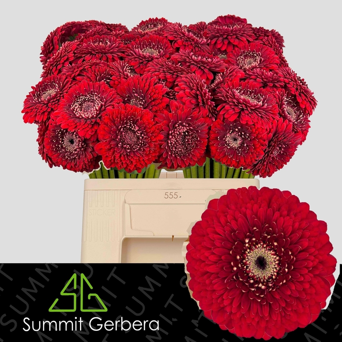 <h4>GE MB POM FLOYD</h4>