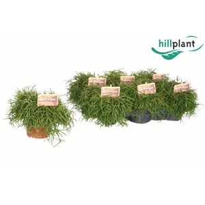 RHIPSALIS BA OASIS