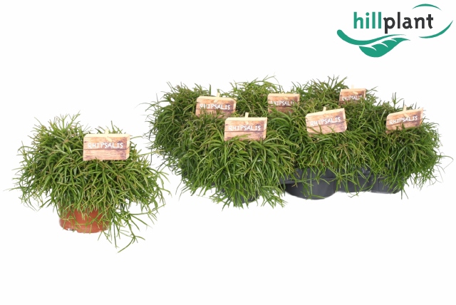 <h4>RHIPSALIS BA OASIS</h4>