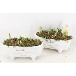 arr4 Narcis FL - Badkuip paisible