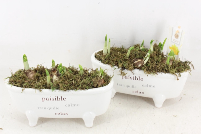 <h4>arr4 Narcis FL - Badkuip paisible</h4>