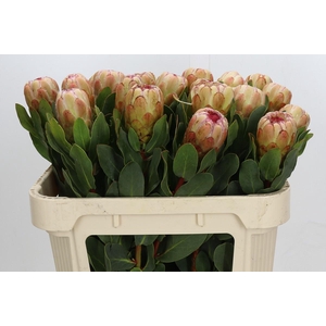 Protea Grandicolor