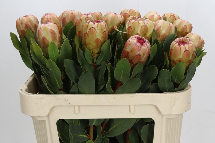 <h4>Protea Grandicolor</h4>