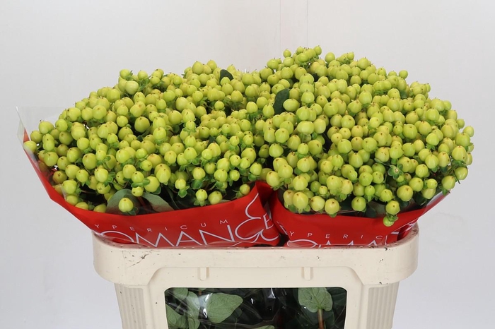 <h4>Hypericum Smiley Romance</h4>