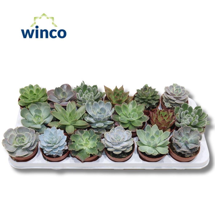 <h4>Echeveria Mix P8.5</h4>