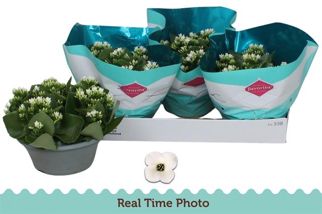 <h4>!! PROMO !! KALANCHOE WHITE ASTERIA P23</h4>