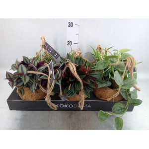 Planten Groen   ...mix  5