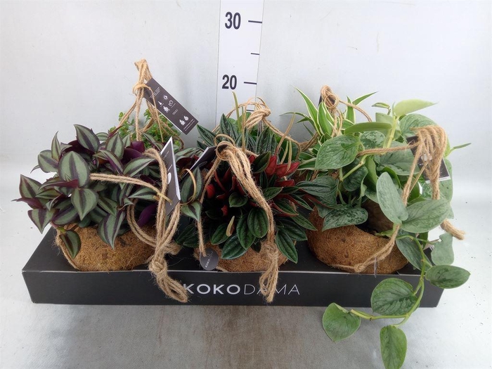 <h4>Planten Groen   ...mix  5</h4>