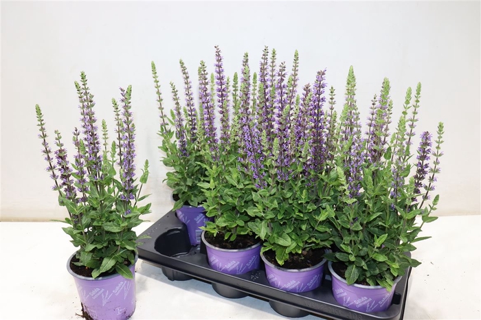 <h4>Salvia Ne Ostfriesl</h4>